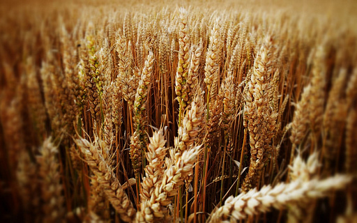Эксперты "СовЭкон": российский рынок пшеницы на грани ценового обвала