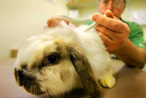 Некротический гепатит у кроликов