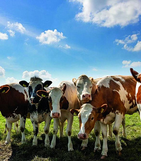 Эксперты обсудили вызовы, тренды и практические решения для молочного и мясного животноводства на конференции в Санкт-Петербурге