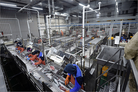 Производство российского пищевого оборудования выросло на 10% в 2020 году