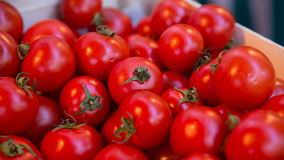 Цены на томаты не вырастут из-за запрета на ввоз овощей и фруктов из Армении и Азербайджана 