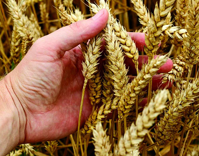Фузариоз колоса и зерна пшеницы